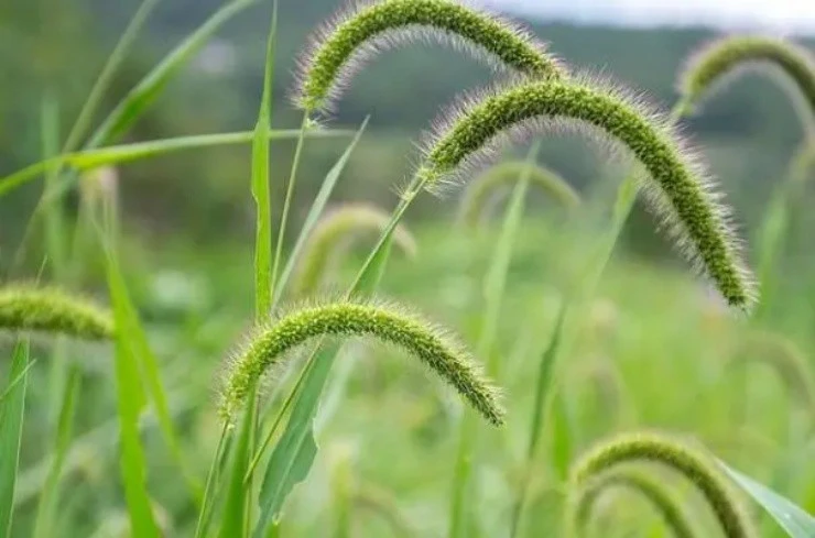 Loài cỏ dại mọc khắp nơi, đem phơi khô bán “đếm tiền mỏi tay“