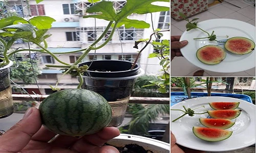 Chăm bẵm cật lực, “người nông dân” chán nản với thu về “hoa quả lạ“