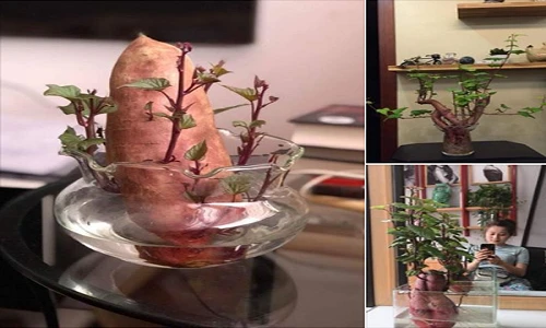 Trồng củ khoai bonsai xu thế chơi cây mới của giới trẻ Việt