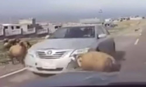 Cừu đực đấu đầu ô tô khi quyết chiến giành bạn tình