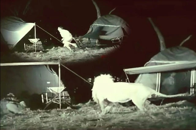 Video: Suýt thành mồi ngon cho sư tử khi cắm trại nơi hoang dã