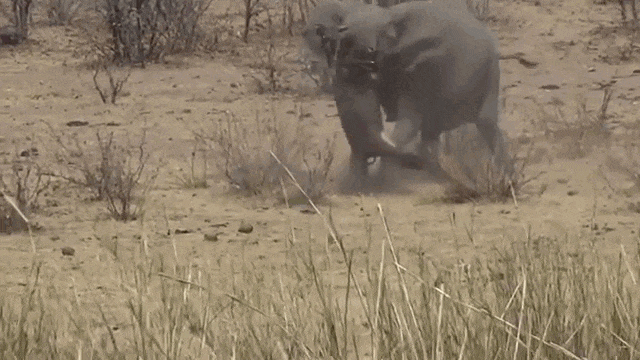 Video: Voi châu Phi "nổi điên" dùng ngà xiên thẳng bụng trâu rừng
