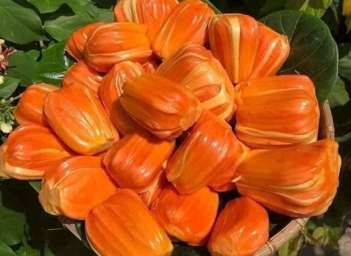 Tò mò mít ruột đỏ hơn 100.000 đồng/kg thương lái lùng mua từng quả