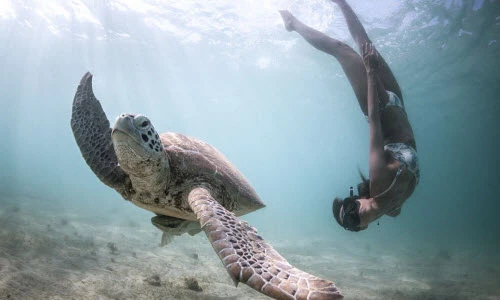 Rùng mình xem thợ lặn vùng vẫy cùng "sát thủ" đại dương 