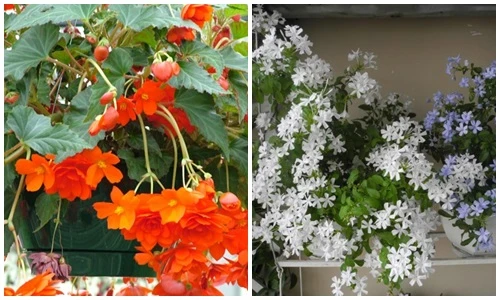 6 loài hoa mùa thu trồng ban công khiến ai cũng mê