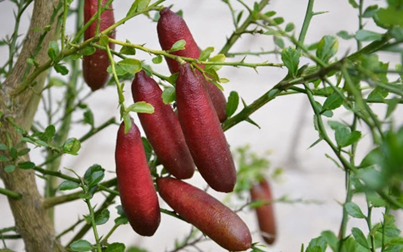 Giống chanh đắt nhất thế giới, 7 triệu đồng/kg có gì đặc biệt? 