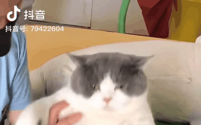 Video: Mèo hút fan vì bụng bự, cau có khi tập gym giảm cân