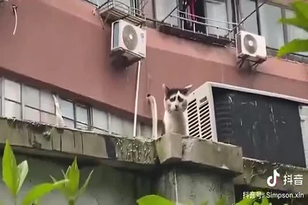 Video: Mèo hoang nổi tiếng vì có gương mặt khắc khổ