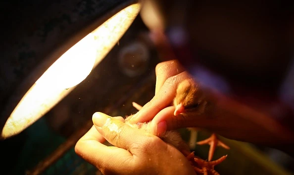 Soi giới tính gà “tiền khủng“: Điểm nghề lạ bội thu ngành chăn nuôi