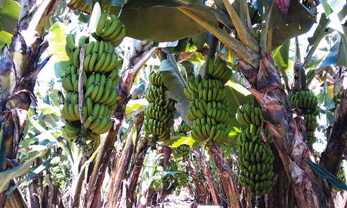 Cận cảnh vườn chuối chinh phục cả thị trường Nhật “khó tính“