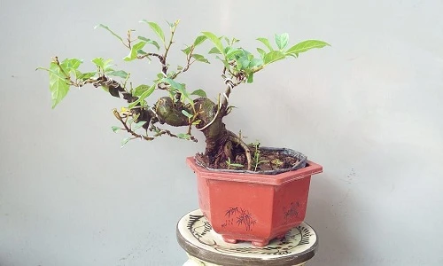 Mê mẩn sung bonsai mini đẹp say lòng