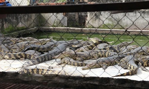 Những vật nuôi rớt giá thảm năm 2017 khiến người dân lao đao