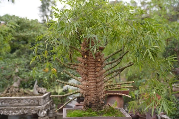 “Sững sờ” cây tre có 1-0-2 được định giá 500 triệu đồng