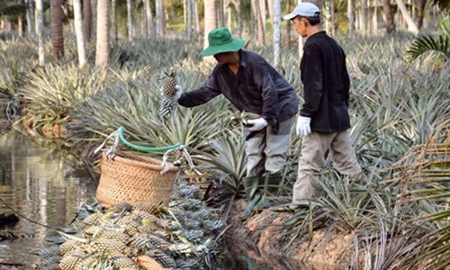 Về Kiên Giang xem làm giàu từ Khóm Tắc Cậu 