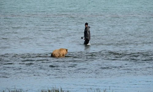 Kịch tính gấu nâu tranh giành lãnh địa với người câu cá
