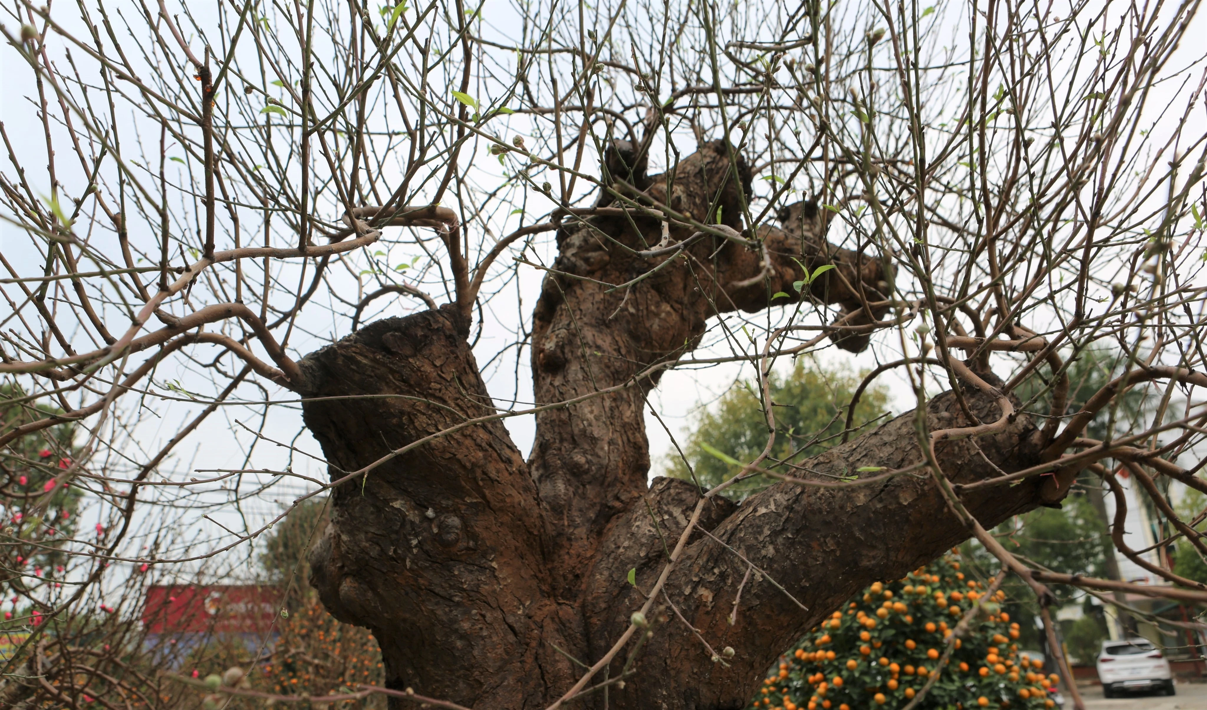 Chiêm ngưỡng những gốc đào trăm triệu gây sốt thị trường Tết 2023