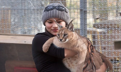 Đại gia Việt lùng mua mèo hoang đắt nhất thế giới làm thú cưng