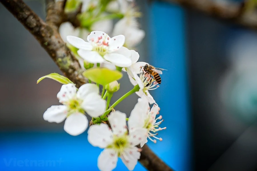 Lê rừng giá tiền triệu vẫn đắt khách sau Tết Giáp Thìn 2024