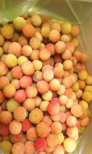 Bỏ túi vài chục triệu đồng/năm chỉ từ một cây thanh mai