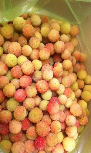 Bỏ túi vài chục triệu đồng/năm chỉ từ một cây thanh mai