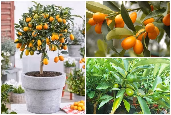 Độc đáo quất Mỹ bonsai giá “chát” hút khách chơi Tết