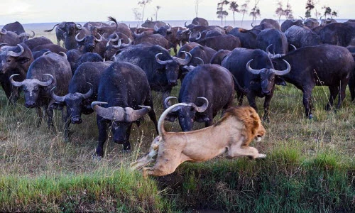 Ảnh động vật tuần: Sư tử cong đuôi bỏ chạy, khỉ giải nhiệt mùa hè...