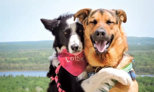 Khi loài chó đáng yêu cũng lãng mạn như người