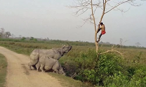 Kinh hãi tê giác đuổi người, quản tượng trèo tót lên cây