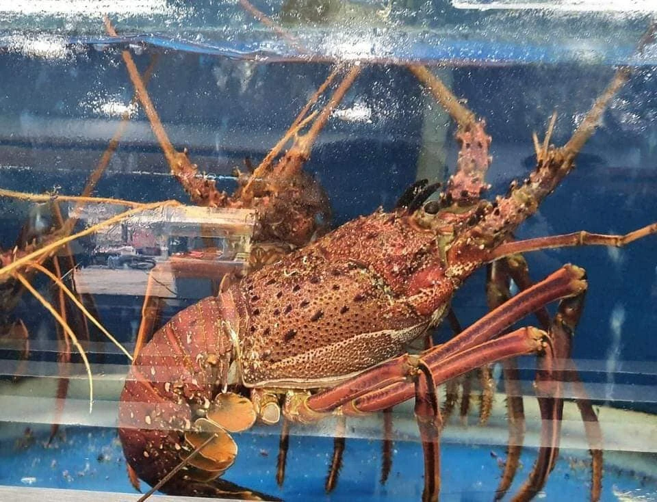 Tôm hùm ngon nhất thế giới “cháy hàng” dịp Tết đắt cỡ nào?