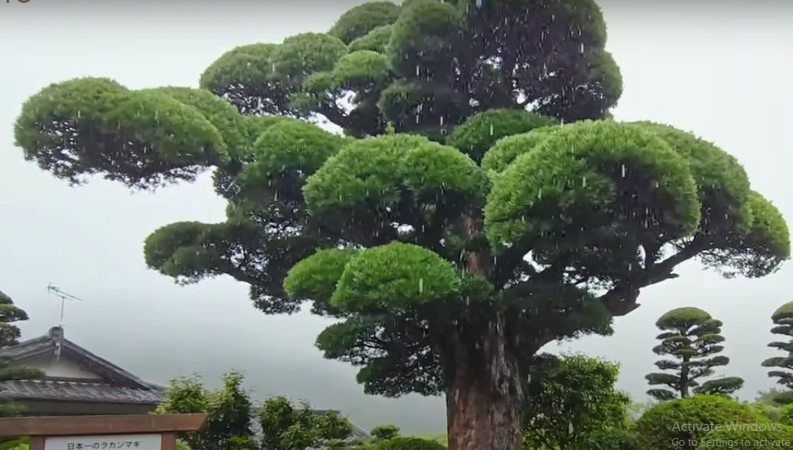 Chiêm ngưỡng tùng la hán 600 năm đẹp nhất Nhật Bản