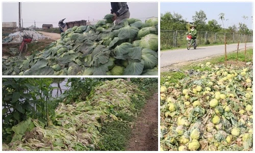 Thảm cảnh hàng tấn rau củ bị nhổ bỏ vì ế ẩm
