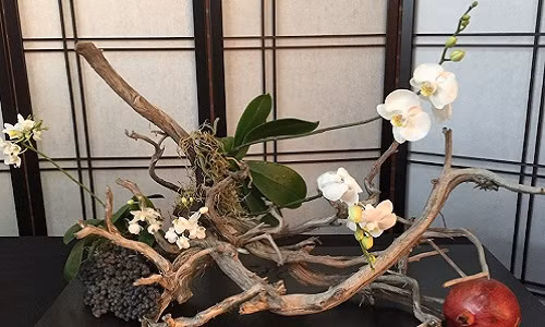 Mãn nhãn loạt bonsai phong lan đẹp hút mắt
