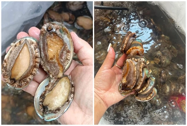 Sự thật đằng sau bào ngư tươi sống chỉ từ 12.000 đồng/con 