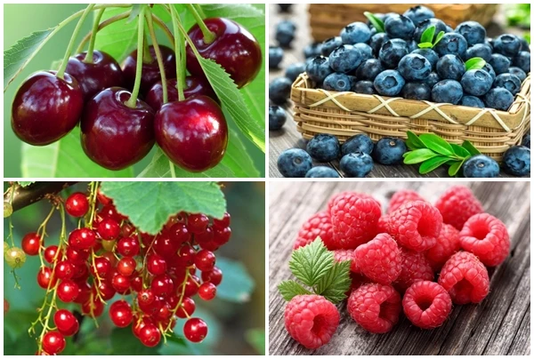 4 loại quả rẻ bèo ở nước ngoài về Việt Nam “đắt không tưởng“