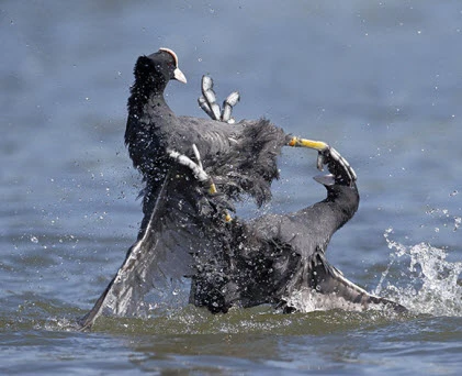 Ảnh động vật tuần qua: Sâm cầm đại chiến ác liệt