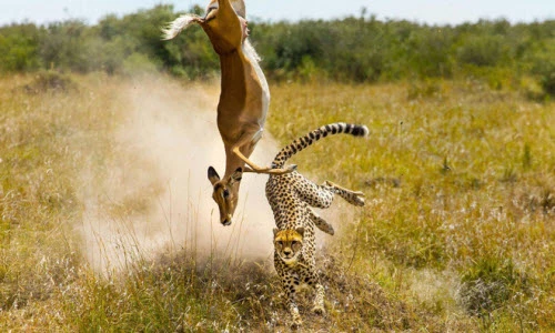 Ảnh động vật: Báo đốm "săn" linh dương trên không, hoẵng khoe mông...