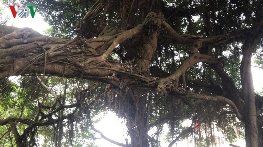 Video: Cận cảnh cổ thụ 700 năm tuổi ở Hưng Yên