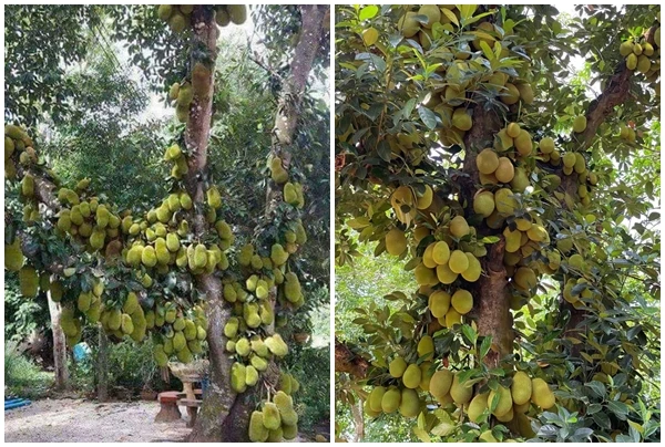 “Mắt tròn mắt dẹt” xem cây mít chi chít quả không đếm xuể