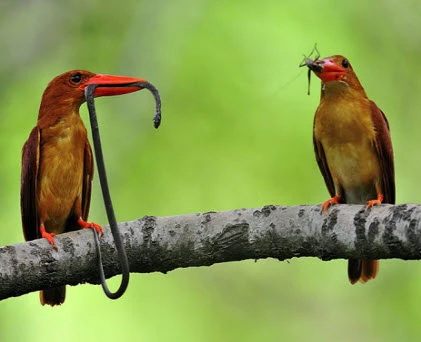 Ảnh động vật tuần qua: Chim bói cá kiếm mồi cho con