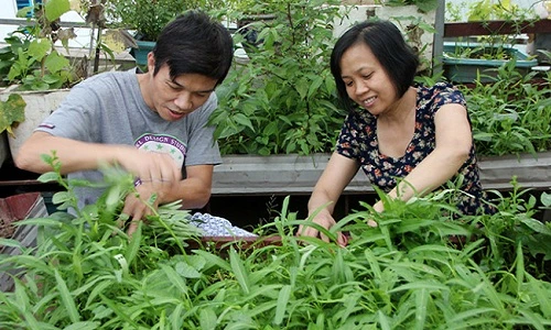 “Soái ca” Hà thành chiều vợ, phá mái tôn để trồng rau, nuôi gà 