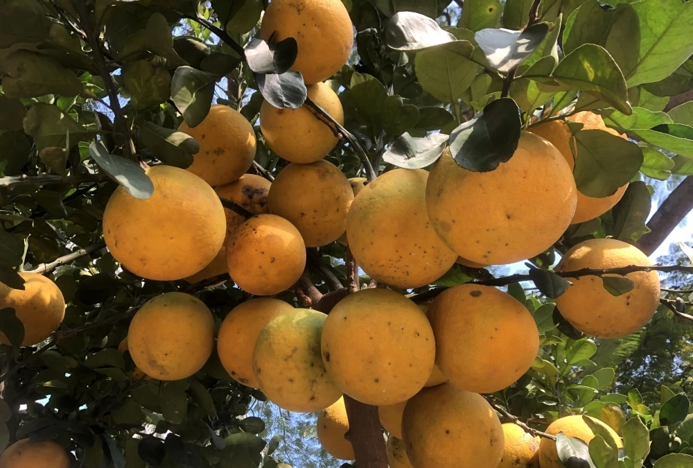 Chiêm ngưỡng bưởi Diễn hàng chục triệu “nô nức” xuống phố đón Tết