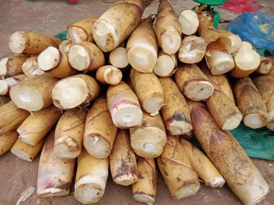 Măng vầu Tây Bắc gây sốt chợ mạng, dân đào không kịp bán