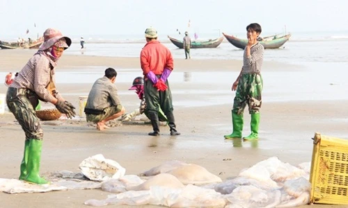 Ngư dân miền Trung thu hoạch sứa biển, đút túi tiền triệu/ngày