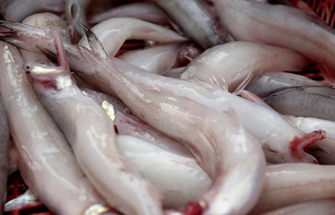 Loại cá xưa cho lợn ăn, nay cả triệu đồng/kg “cháy hàng“