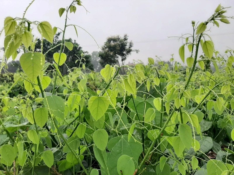 Bất ngờ loại rau mọc dại ở Việt Nam nay xuất khẩu đi Mỹ 