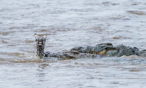Ảnh động vật tuần: Cá sấu truy sát ngựa vằn dưới sông