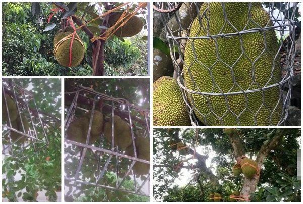 1001 cách chống trộm mít khiến kẻ gian “khóc thét“