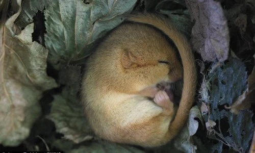 Tan chảy trái tim với cảnh chuột sóc cuộn tròn ngủ đông