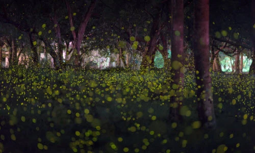 Ảnh động vật tuần: Kinh ngạc chim chích kiếm mồi nuôi cu cu