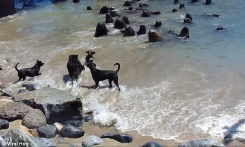 Tận mục cuộc chiến căng thẳng giữa chó và sư tử biển